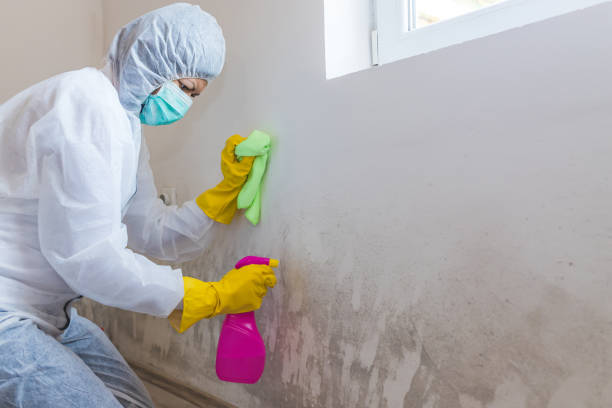 Best Mold Prevention Services in USA